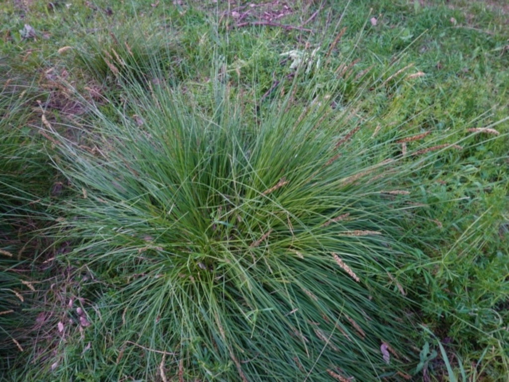Carex appressa at Deakin, ACT - 29 Sep 2020