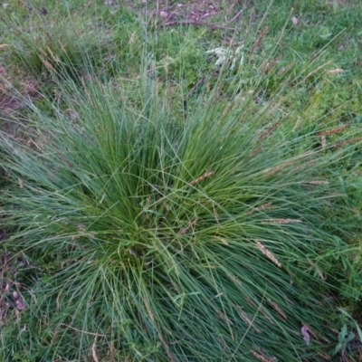 Carex appressa (Tall Sedge) at Deakin, ACT - 29 Sep 2020 by JackyF