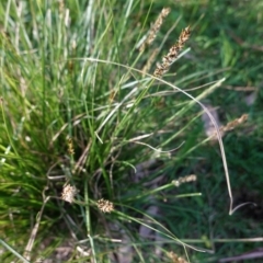 Carex appressa at Deakin, ACT - 29 Sep 2020 05:02 PM