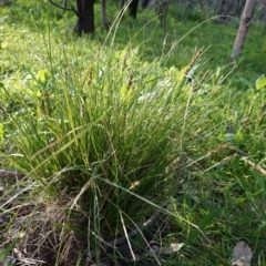 Carex appressa at Deakin, ACT - 29 Sep 2020