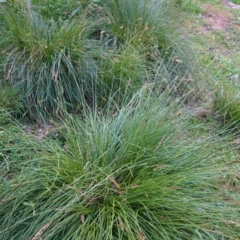 Carex appressa at Deakin, ACT - 29 Sep 2020