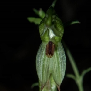 Bunochilus sp. at Tralee, NSW - suppressed