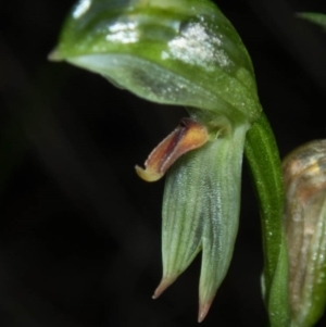 Bunochilus sp. at Tralee, NSW - suppressed