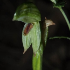 Bunochilus sp. at Tralee, NSW - suppressed