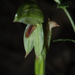 Bunochilus sp. at Tralee, NSW - suppressed