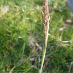 Holcus lanatus (Yorkshire Fog) at Deakin, ACT - 29 Sep 2020 by JackyF