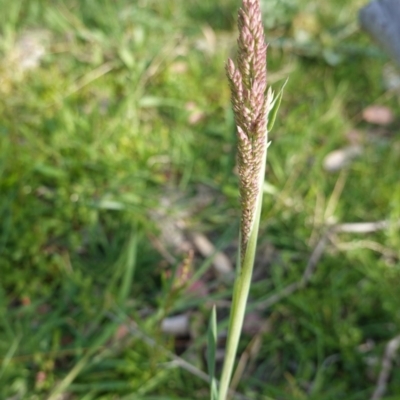 Holcus lanatus (Yorkshire Fog) at Red Hill Nature Reserve - 29 Sep 2020 by JackyF