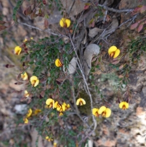 Bossiaea buxifolia at Hughes, ACT - 29 Sep 2020