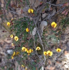 Bossiaea buxifolia (Matted Bossiaea) at Hughes, ACT - 29 Sep 2020 by JackyF
