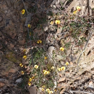 Bossiaea buxifolia at Hughes, ACT - 29 Sep 2020