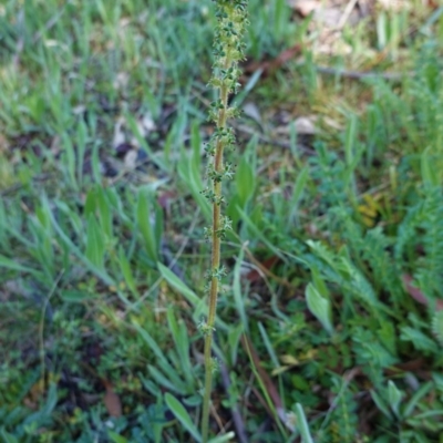 Acaena x ovina (Sheep's Burr) at Hughes, ACT - 28 Sep 2020 by JackyF