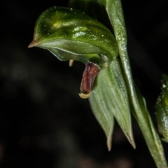 Bunochilus sp. (Leafy Greenhood) at Tralee, NSW - 12 Sep 2020 by dan.clark