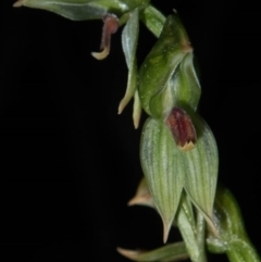 Bunochilus sp. at Tralee, NSW - 12 Sep 2020