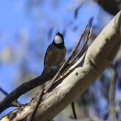 Pachycephala rufiventris (Rufous Whistler) at Holt, ACT - 28 Sep 2020 by Alison Milton