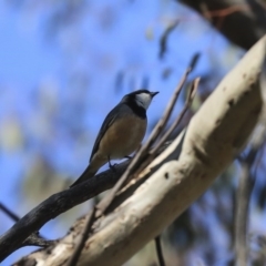 Pachycephala rufiventris at Holt, ACT - 29 Sep 2020