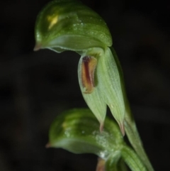 Bunochilus umbrinus (ACT) = Pterostylis umbrina (NSW) (Broad-sepaled Leafy Greenhood) by dan.clark