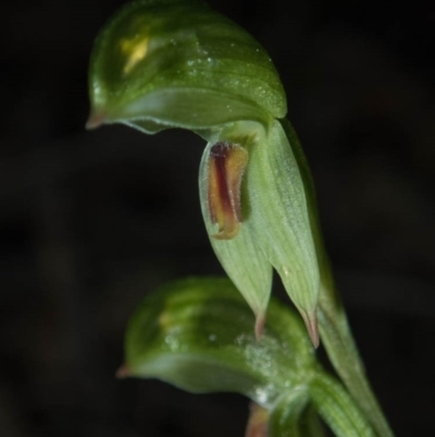 Bunochilus umbrinus (Broad-sepaled Leafy Greenhood) at Tralee, NSW - 23 Aug 2020 by dan.clark