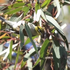 Zosterops lateralis (Silvereye) at Holt, ACT - 29 Sep 2020 by AlisonMilton