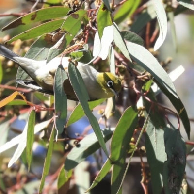 Zosterops lateralis (Silvereye) at The Pinnacle - 28 Sep 2020 by Alison Milton