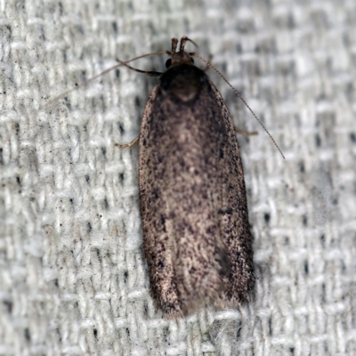 Oecophoridae provisional species 1 at O'Connor, ACT - 29 Sep 2020 by ibaird