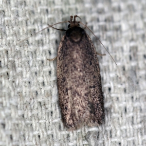 Oecophoridae provisional species 1 at O'Connor, ACT - 29 Sep 2020