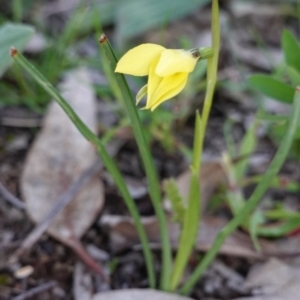 Diuris chryseopsis at Hughes, ACT - 27 Sep 2020