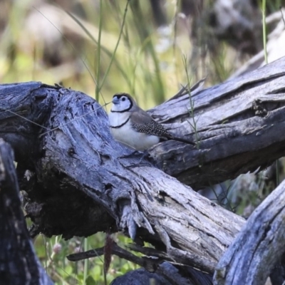 Stizoptera bichenovii (Double-barred Finch) at Holt, ACT - 29 Sep 2020 by Alison Milton