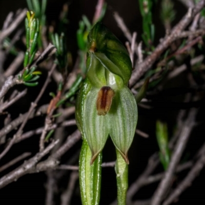 Bunochilus umbrinus (Broad-sepaled Leafy Greenhood) at Tralee, NSW - 12 Sep 2020 by dan.clark