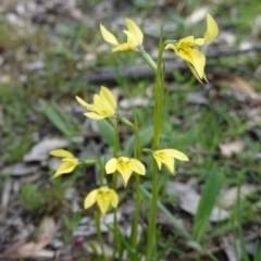 Diuris chryseopsis (Golden Moth) at Hughes, ACT - 24 Sep 2020 by JackyF