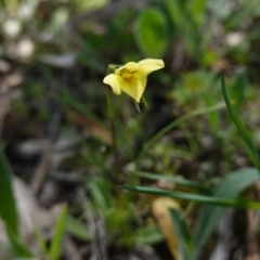 Diuris chryseopsis at Hughes, ACT - 24 Sep 2020