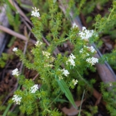 Asperula conferta (Common Woodruff) at Hughes, ACT - 27 Sep 2020 by JackyF