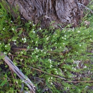 Asperula conferta at Hughes, ACT - 27 Sep 2020