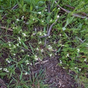 Asperula conferta at Hughes, ACT - 27 Sep 2020