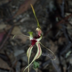 Caladenia atrovespa (Green-comb Spider Orchid) at Tralee, NSW - 28 Oct 2019 by dan.clark