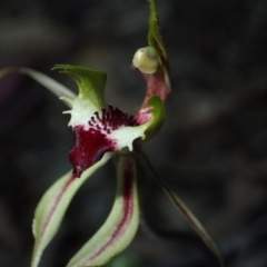 Caladenia atrovespa at Tralee, NSW - suppressed