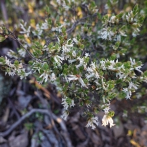 Brachyloma daphnoides at Hughes, ACT - 27 Sep 2020 05:50 PM