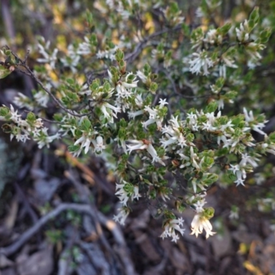 Brachyloma daphnoides (Daphne Heath) at Hughes, ACT - 27 Sep 2020 by JackyF