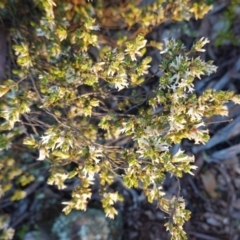 Brachyloma daphnoides at Hughes, ACT - 27 Sep 2020 05:50 PM