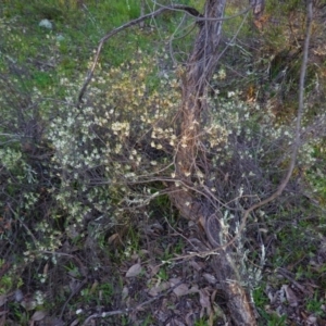 Brachyloma daphnoides at Hughes, ACT - 27 Sep 2020 05:50 PM