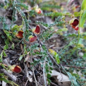 Bossiaea buxifolia at Hughes, ACT - 27 Sep 2020