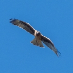 Hieraaetus morphnoides (Little Eagle) by patrickcox