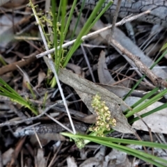 Lomandra filiformis (Wattle Mat-rush) at Red Hill Nature Reserve - 27 Sep 2020 by JackyF