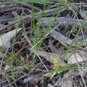 Lomandra filiformis at Hughes, ACT - 27 Sep 2020 05:47 PM