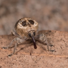 Gerynassa sp. (genus) (Weevil) at Melba, ACT - 29 Sep 2020 by kasiaaus
