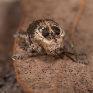 Gerynassa sp. (genus) at Melba, ACT - 29 Sep 2020