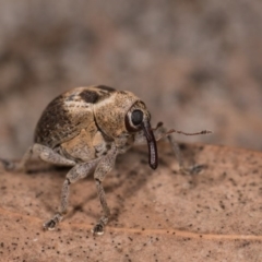 Gerynassa sp. (genus) at Melba, ACT - 29 Sep 2020