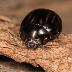 Paropsisterna nigerrima (Leaf beetle, Button beetle) at Melba, ACT - 29 Sep 2020 by kasiaaus