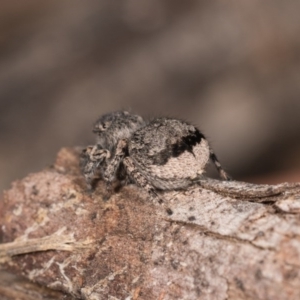 Maratus vespertilio at Melba, ACT - 29 Sep 2020