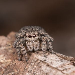 Maratus vespertilio at Melba, ACT - suppressed