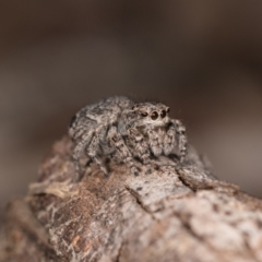 Maratus vespertilio at Melba, ACT - 29 Sep 2020